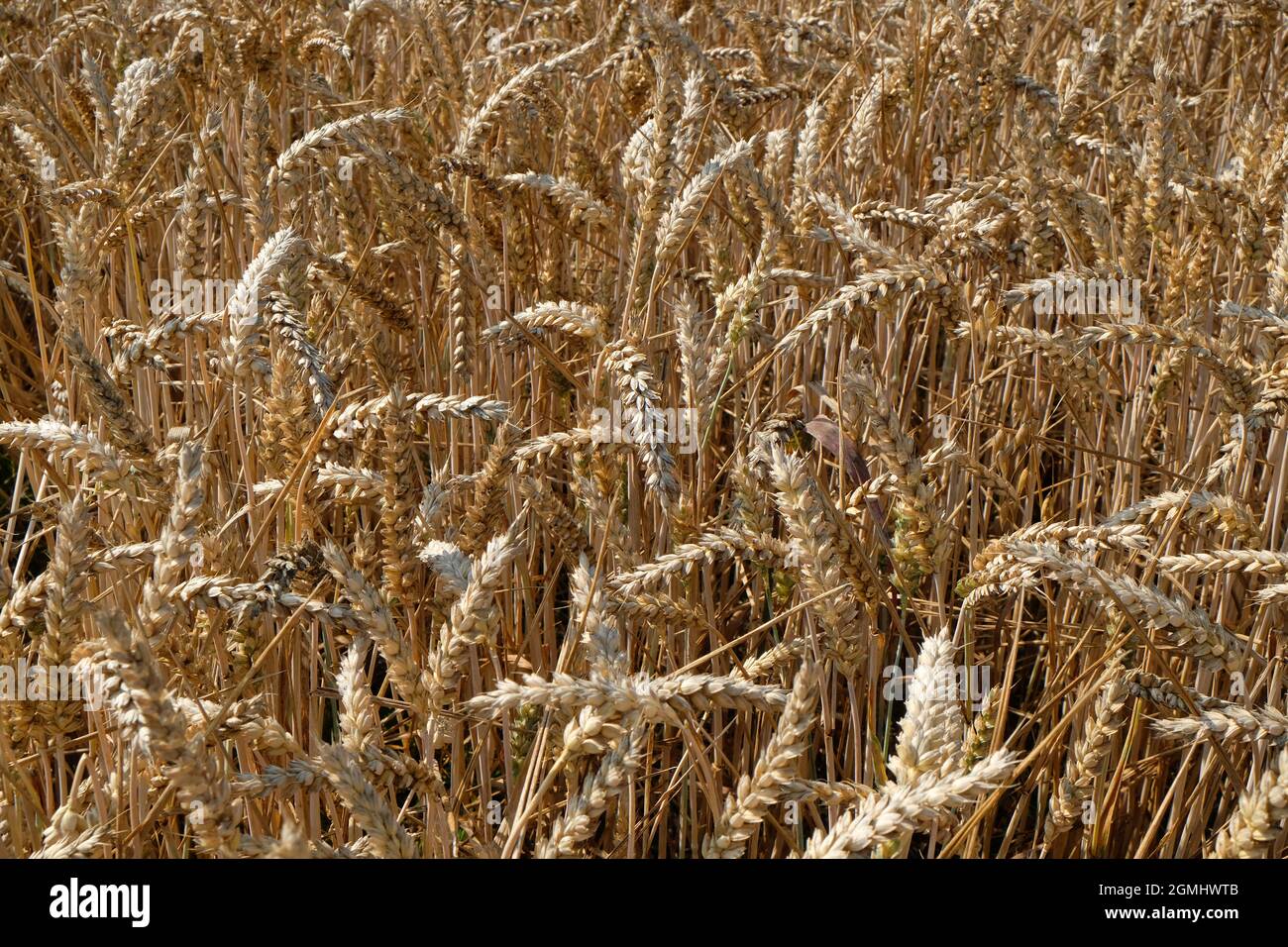 Ähren von Weizengetreide in einem Feld von reifem Mais in Shropshire, England, Großbritannien Stockfoto