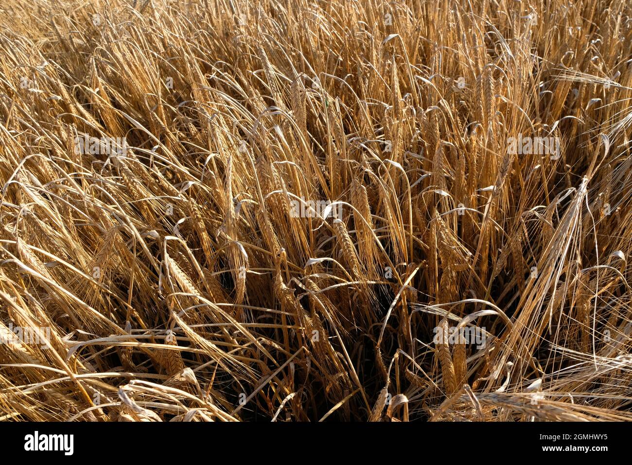 Eine Ernte gereifter Gerste - hordeum vulgare - in einem Herefordshire-Farmfeld, England, Großbritannien Stockfoto