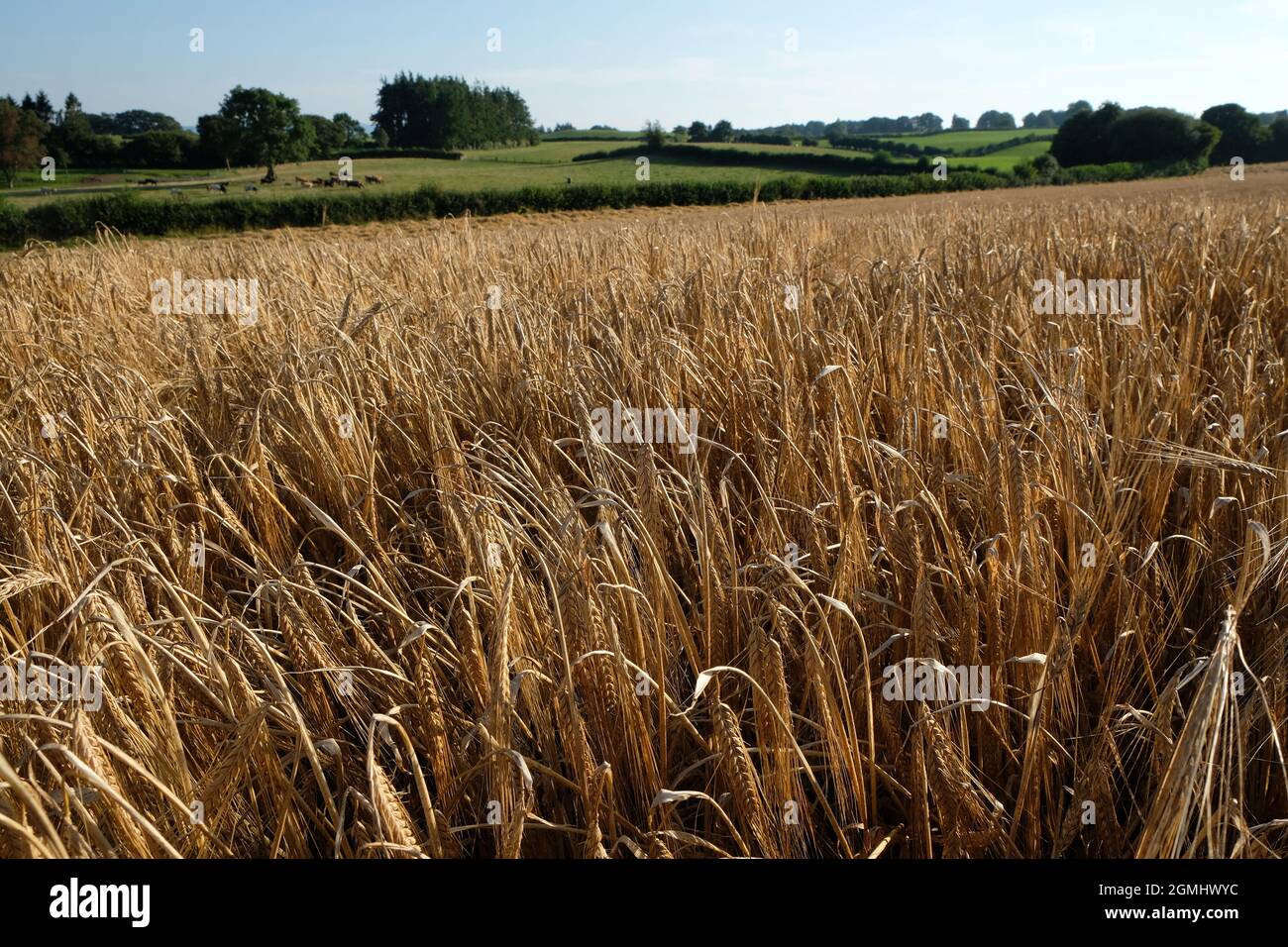 Eine Ernte gereifter Gerste - hordeum vulgare - in einem Herefordshire-Farmfeld, England, Großbritannien Stockfoto