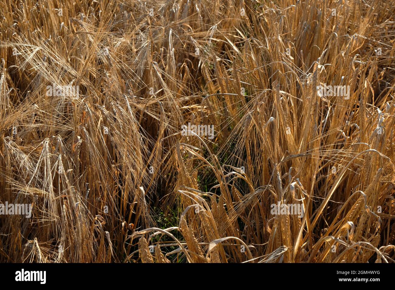 Eine Ernte gereifter Gerste - hordeum vulgare - in einem Herefordshire-Farmfeld, England, Großbritannien Stockfoto