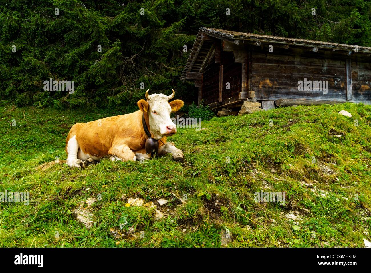Kuh in den schweizer alpen, am Steilhang des Bondertals. Kuh im Bondertal bei Adelboden, Schweiz. Kuh und Alpstadel, Alphütte Stockfoto