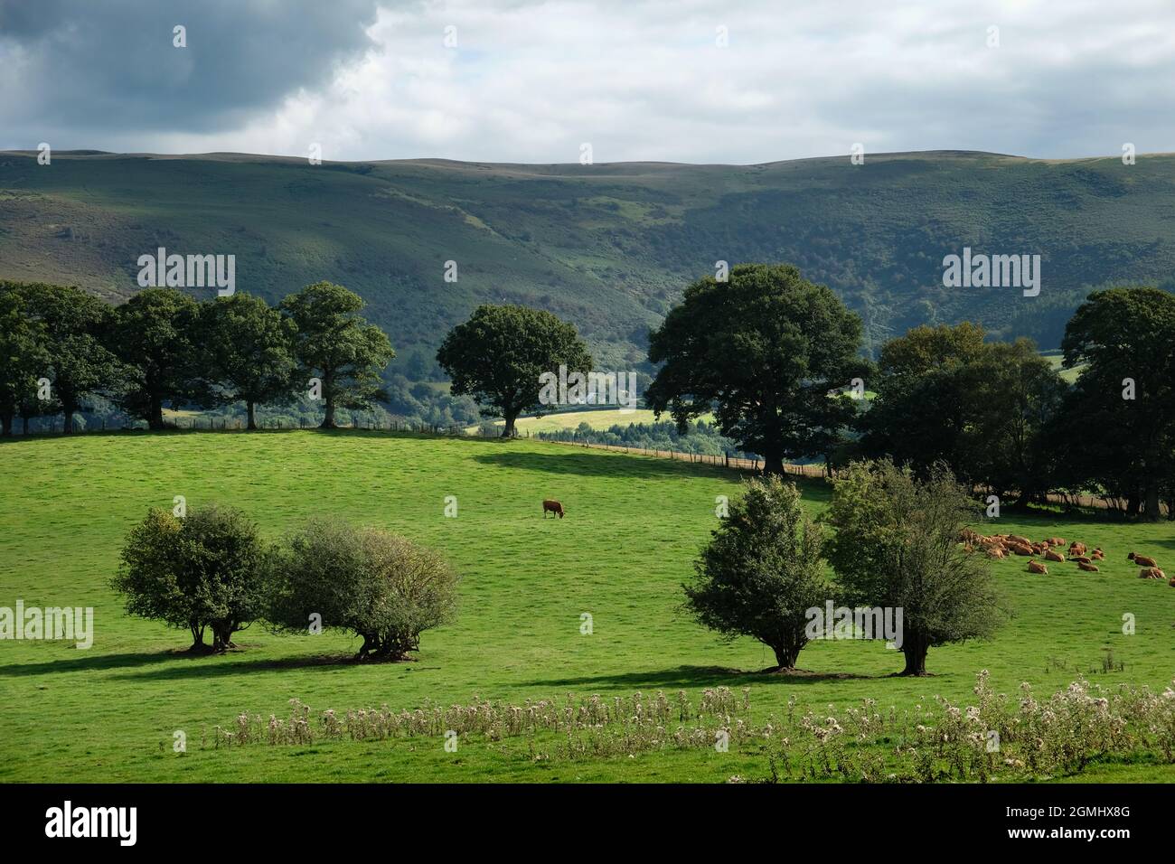 Üppiges Ackerland unterhalb von Pant-y-llyn Hill, Epynt Mynd, in der Nähe von Builth Wells, Powys, Wales, VEREINIGTES KÖNIGREICH Stockfoto