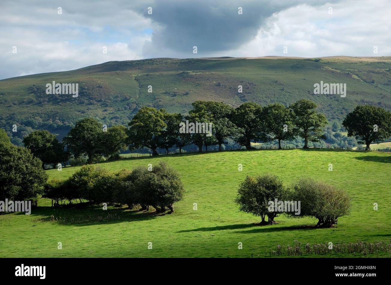 Üppiges Ackerland unterhalb von Pant-y-llyn Hill, Epynt Mynd, in der Nähe von Builth Wells, Powys, Wales, VEREINIGTES KÖNIGREICH Stockfoto