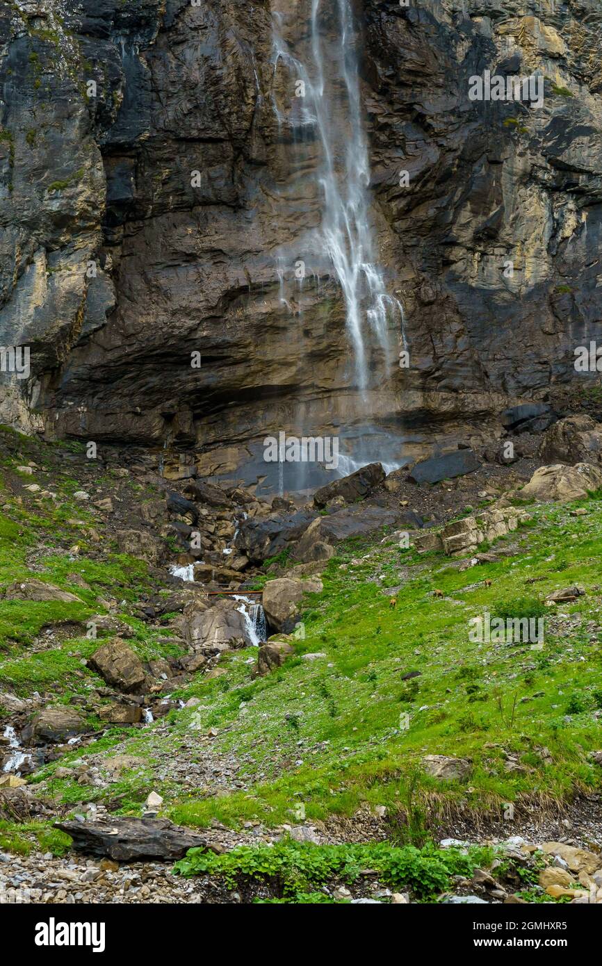 Gämsen beim Wasserfall im Bondertal, Adelboden. Bergkämmen unter dem Wasserfall im Bondertal. alpwiesen an steilen Hängen unter hohen Klippen Stockfoto