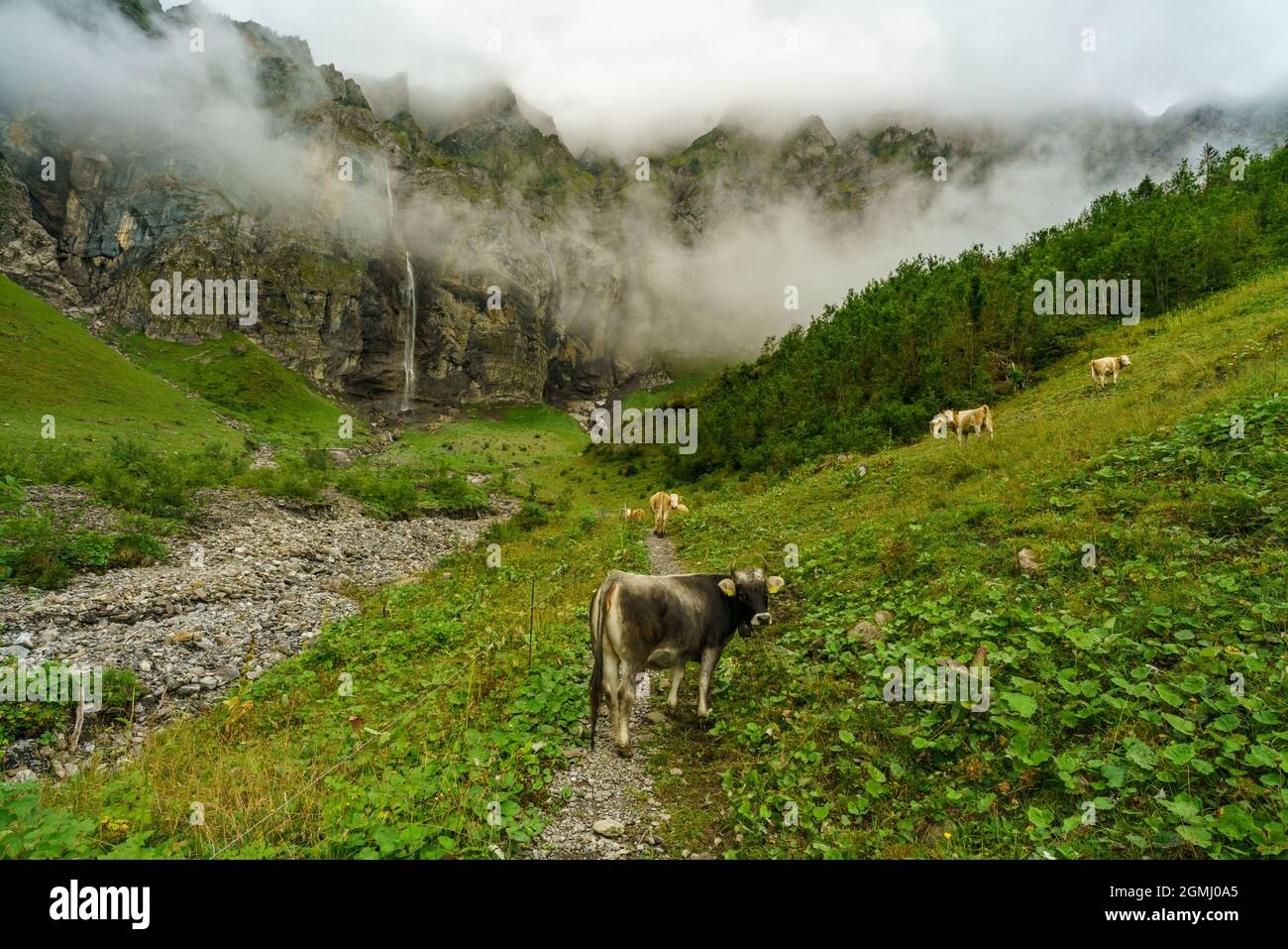 Kuh in den schweizer alpen, am Steilhang des Bondertals. Kuh im Bondertal bei Adelboden, Schweiz. Kuh und Alpstadel, Alphütte Stockfoto