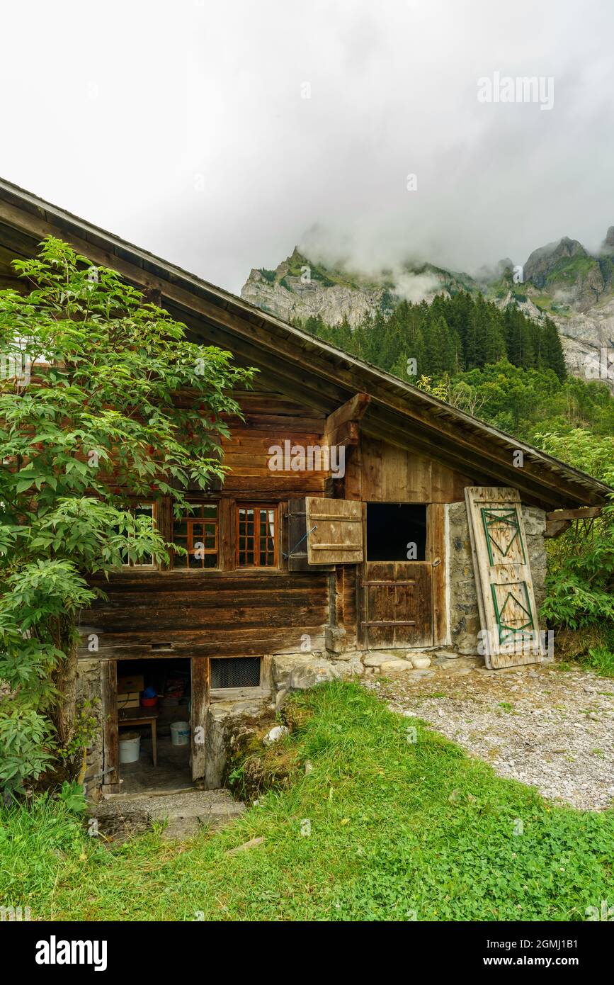 Alphütten in Adelboden, Schweiz. Bewaldeter Almhof auf grüner Wiese am steilen Hang im Tal von Adelboden. Landschaft im Berner Oberland Stockfoto