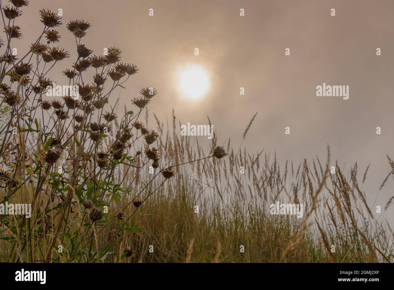 Lieberose, die größte Wüste Deutschlands, im Spreewald bei Cottbus im Land Brandenburg Stockfoto