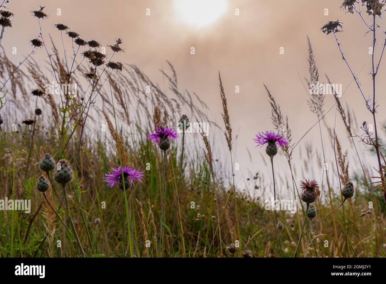 Lieberose, die größte Wüste Deutschlands, im Spreewald bei Cottbus im Land Brandenburg Stockfoto