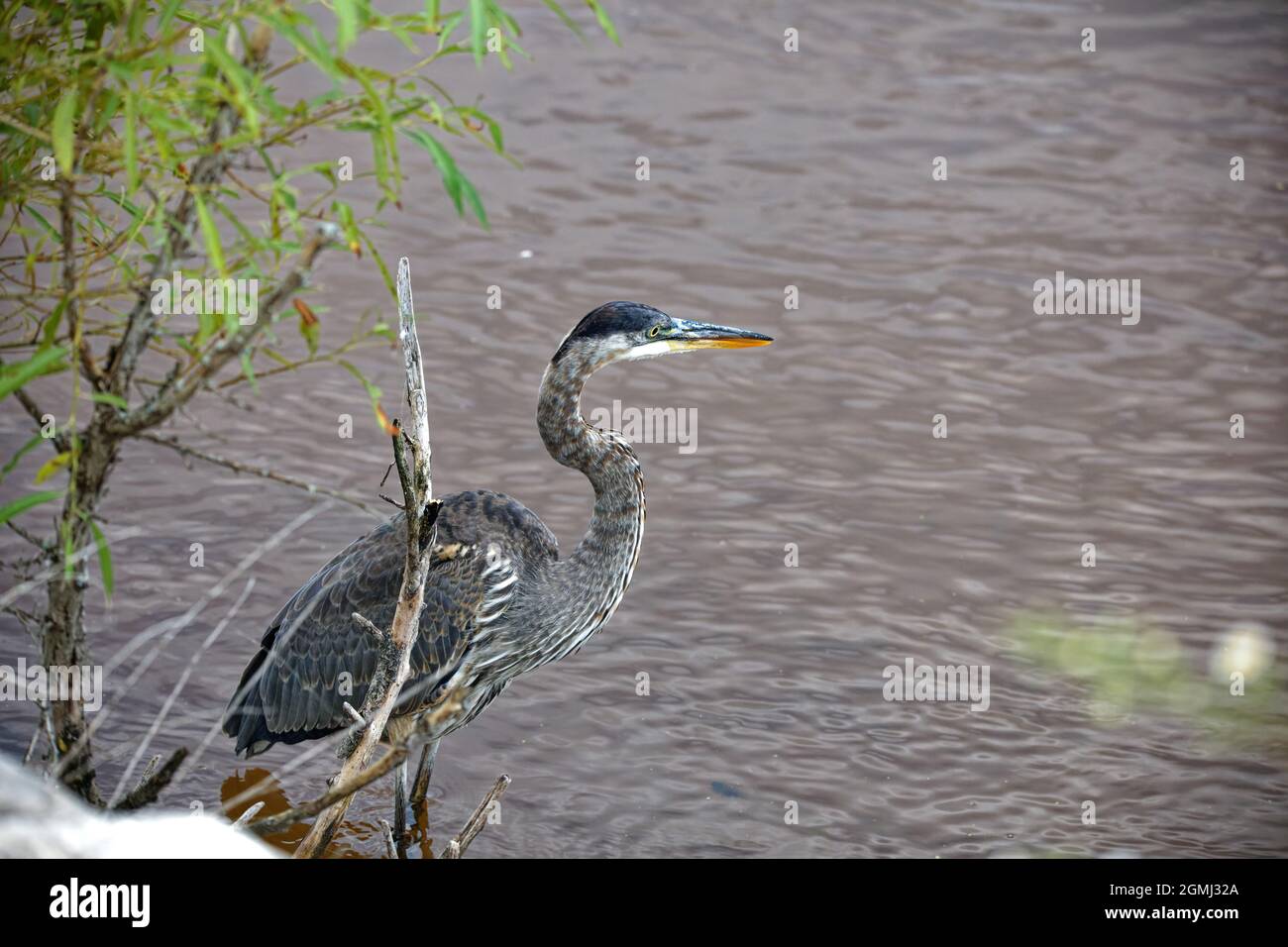 Der große Blaureiher ( Ardea cinerea ) ist der größte amerikanische Reiher, der kleine Fische, Insekten, Nagetiere, Reptilien, kleine Säugetiere, Vögel und Enten Stockfoto