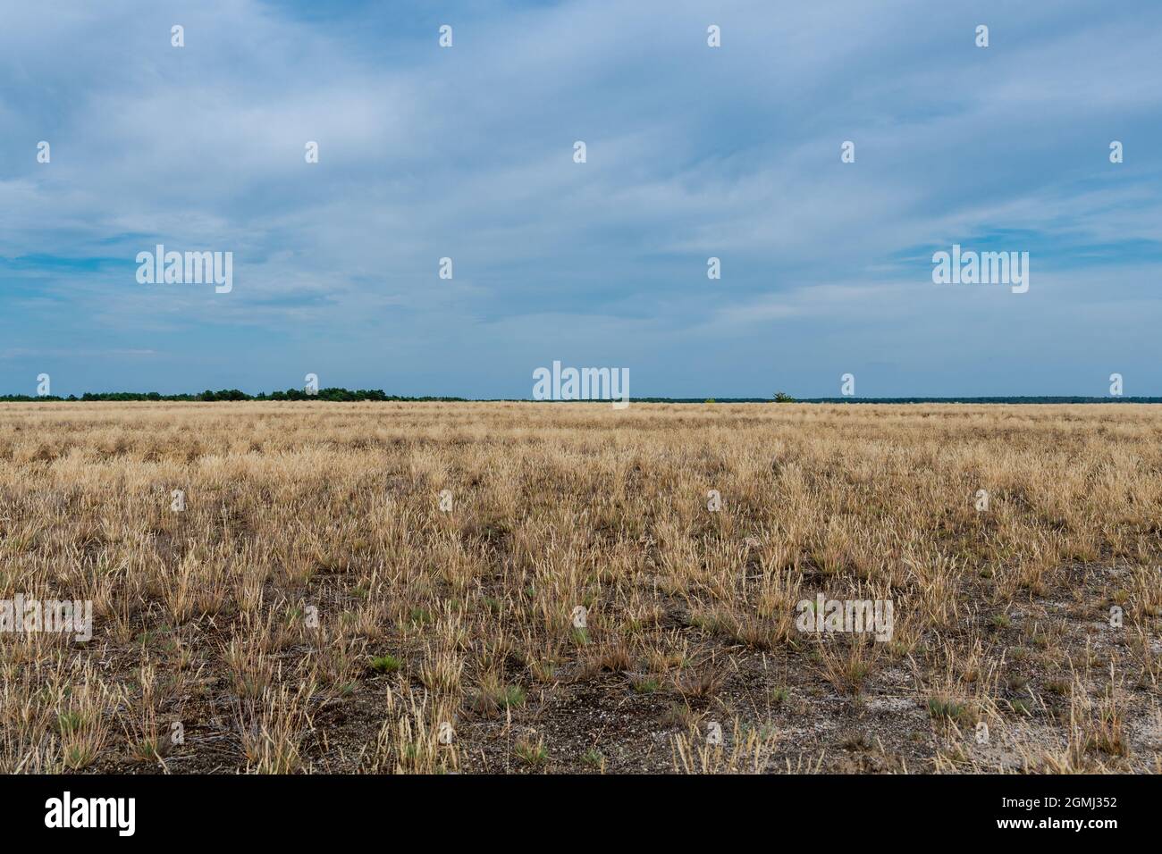 Lieberose, die größte Wüste Deutschlands, im Spreewald bei Cottbus im Land Brandenburg Stockfoto