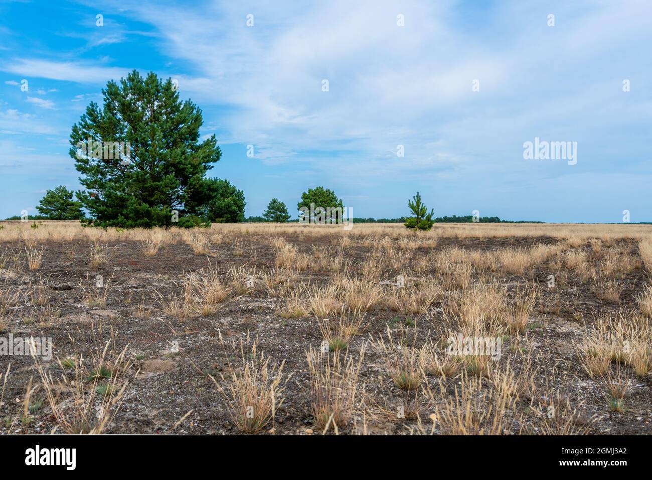 Lieberose, die größte Wüste Deutschlands, im Spreewald bei Cottbus im Land Brandenburg Stockfoto