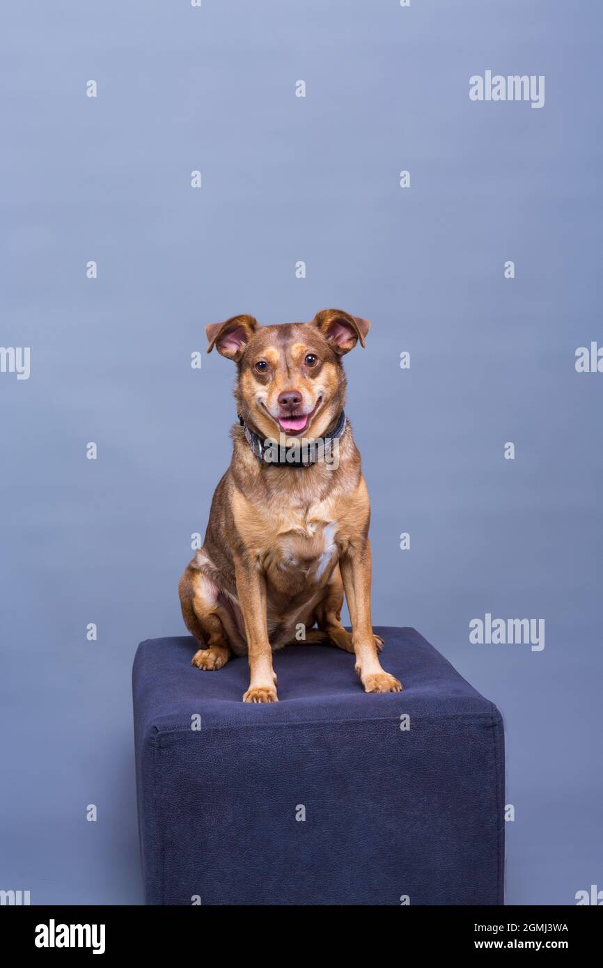 Kleiner brauner Hund, der auf dem Podium sitzt und im Studiobild posiert Stockfoto