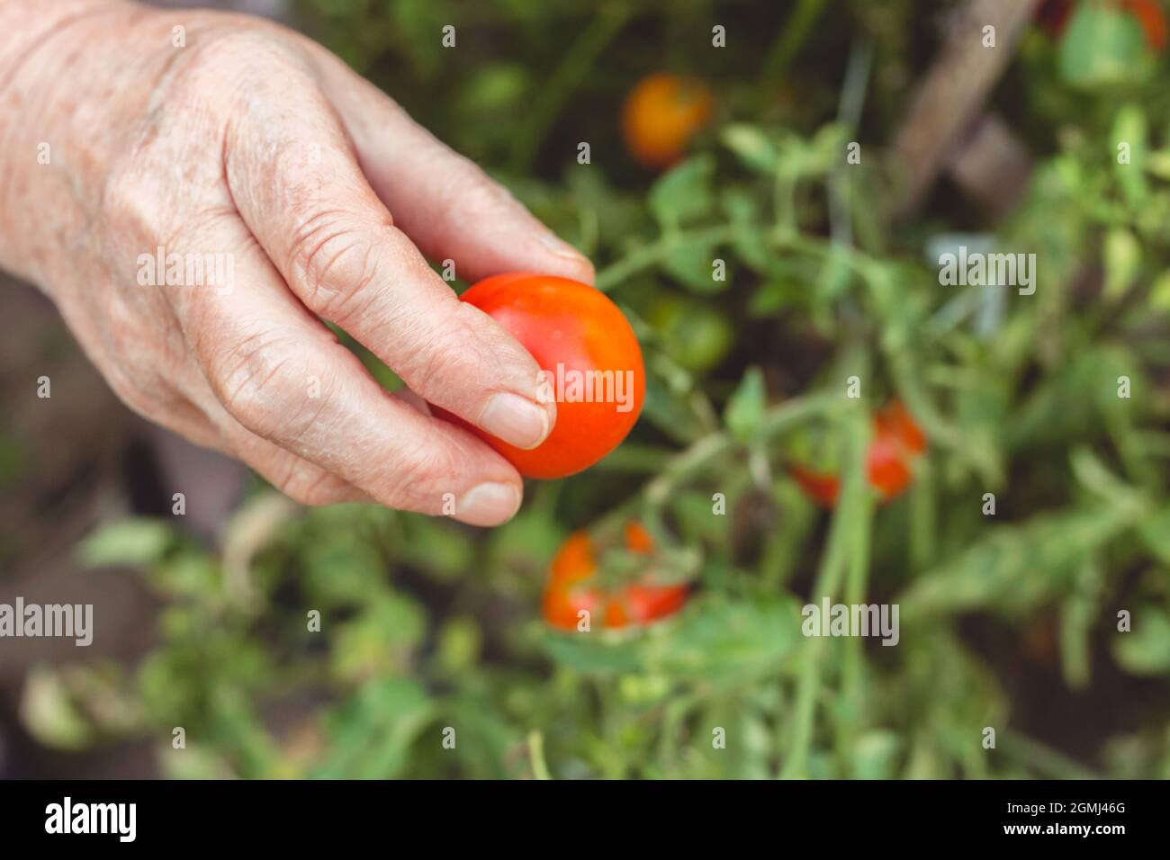 Ältere Frau pflückt Tomaten aus dem Garten. Bio-Gartenarbeit Stockfoto