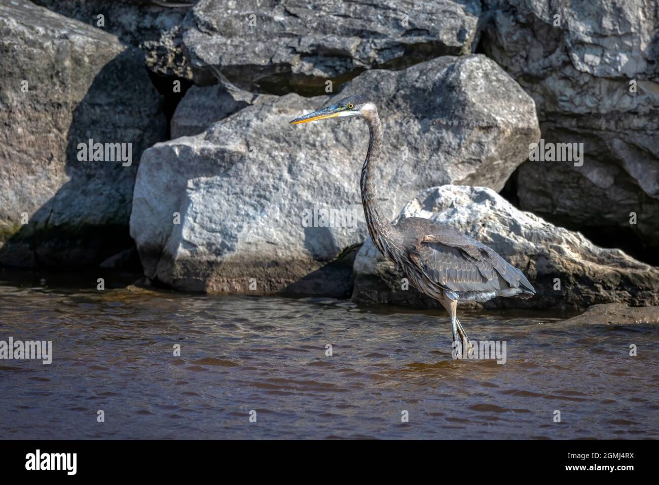 Der große Blaureiher ( Ardea cinerea ) ist der größte amerikanische Reiher, der kleine Fische, Insekten, Nagetiere, Reptilien, kleine Säugetiere, Vögel und Enten Stockfoto