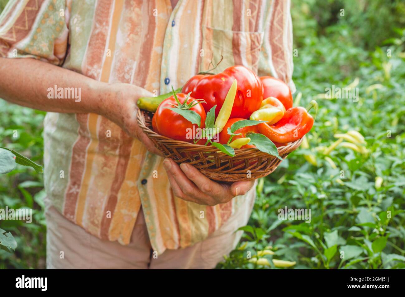 Ältere Frauenhände zeigen Korb mit frisch gepflücktem Gemüse aus dem Garten. Bio-Gartenarbeit Stockfoto