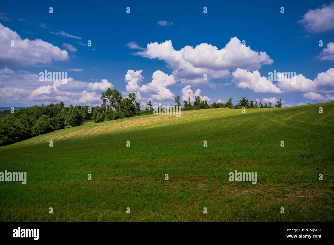 Grüne Wiese, Wald am Horizont und blauer Himmel mit weißer Wolke am sonnigen Sommertag. Tschechische republik. Stockfoto