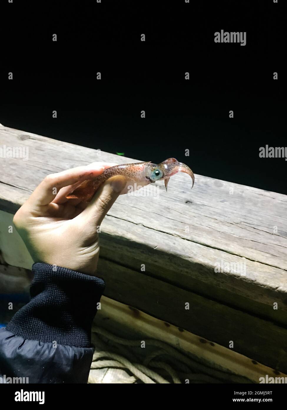 Ein Tintenfisch in den Händen einer Person, die gerade nachts im Meer gefangen ist Stockfoto