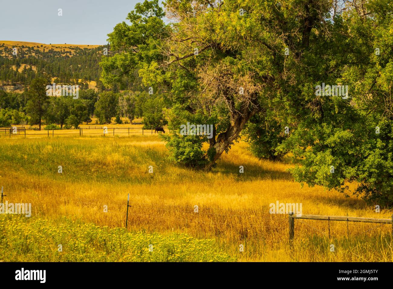 goldene Wiesen und Felder mit grünen Bäumen bilden die Landschaft der Ebenen von Montana Stockfoto