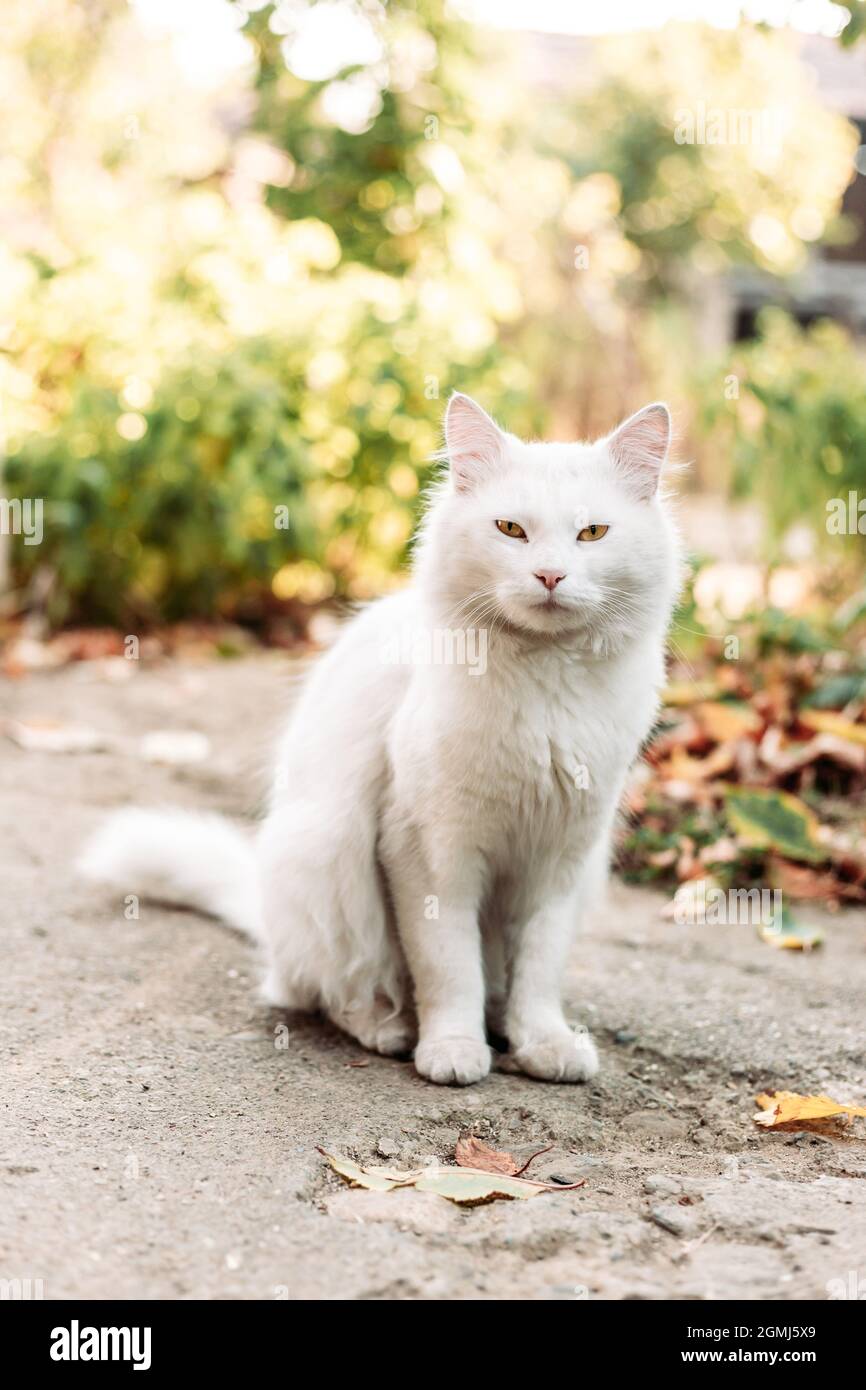 Weiße Hauskatze, die im Garten sitzt Stockfoto