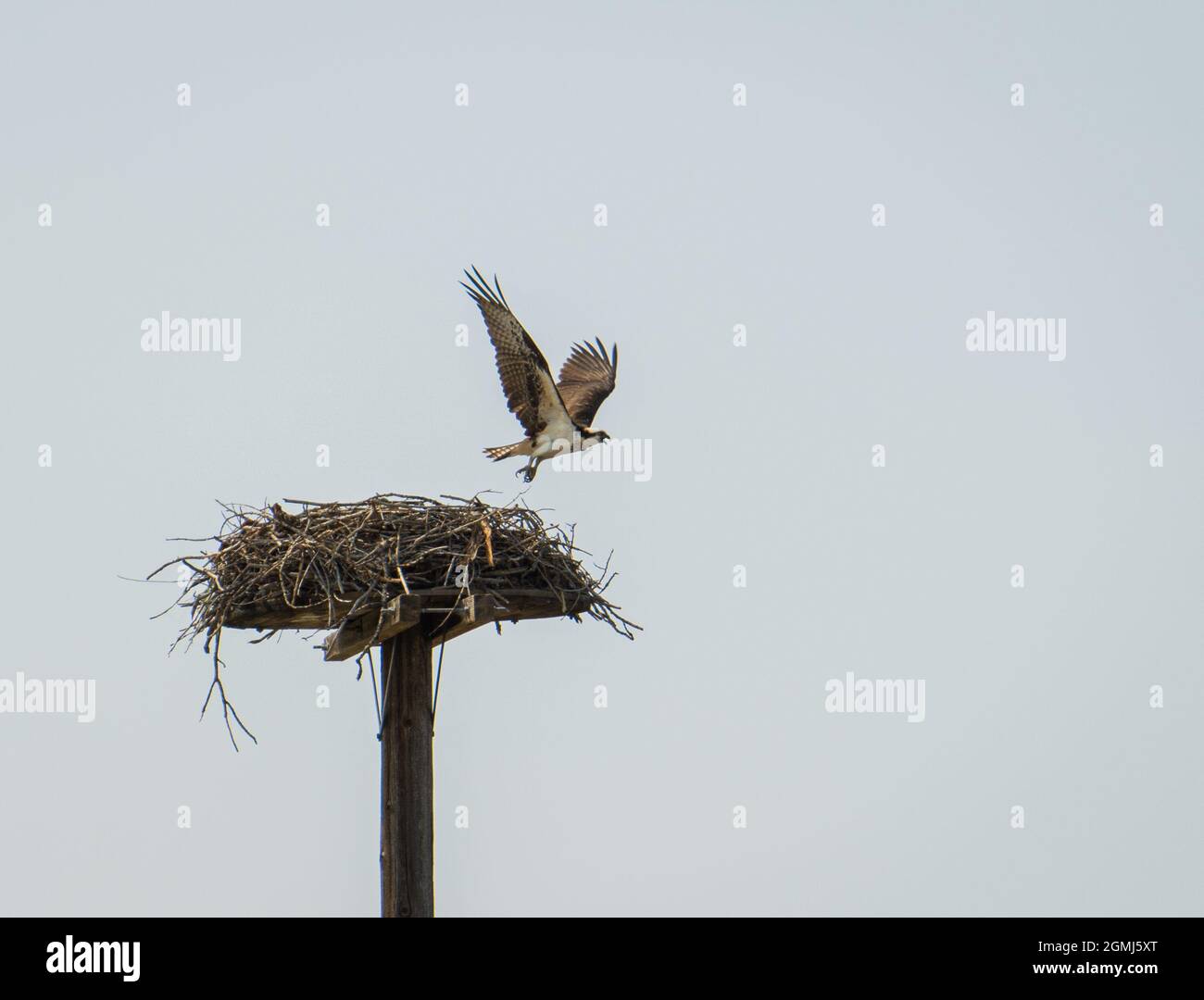 fischadler verlässt ihr Nest Stockfoto