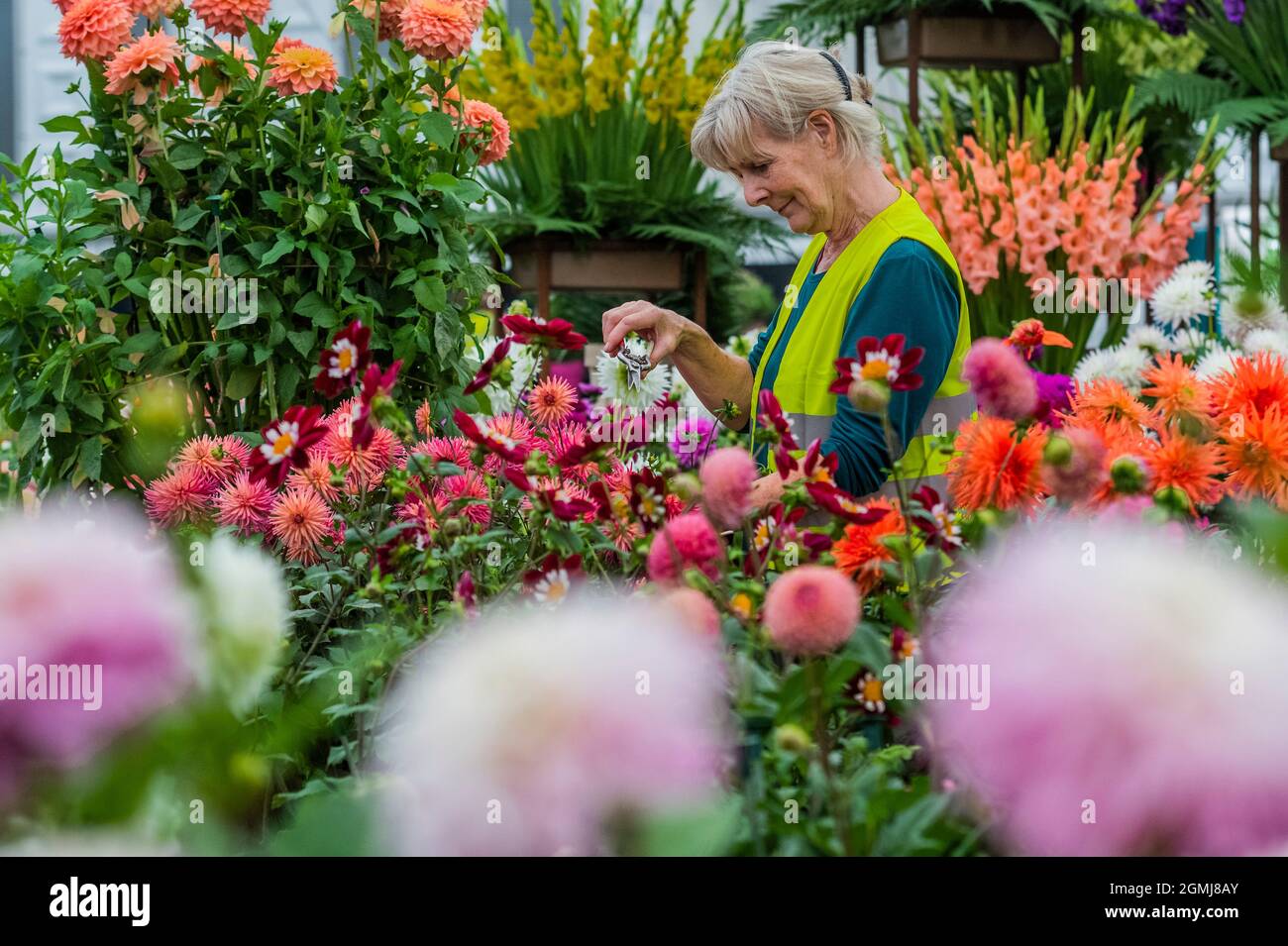 London, Großbritannien. September 2021. Beschneidung auf dem Stand der Pflanzen von Pheasant Acre - abschließende Vorbereitungen für die Chelsea Flower Show 2021. Die Show wurde letztes Jahr wegen der Blockierung des Coronavirus abgesagt. Kredit: Guy Bell/Alamy Live Nachrichten Stockfoto