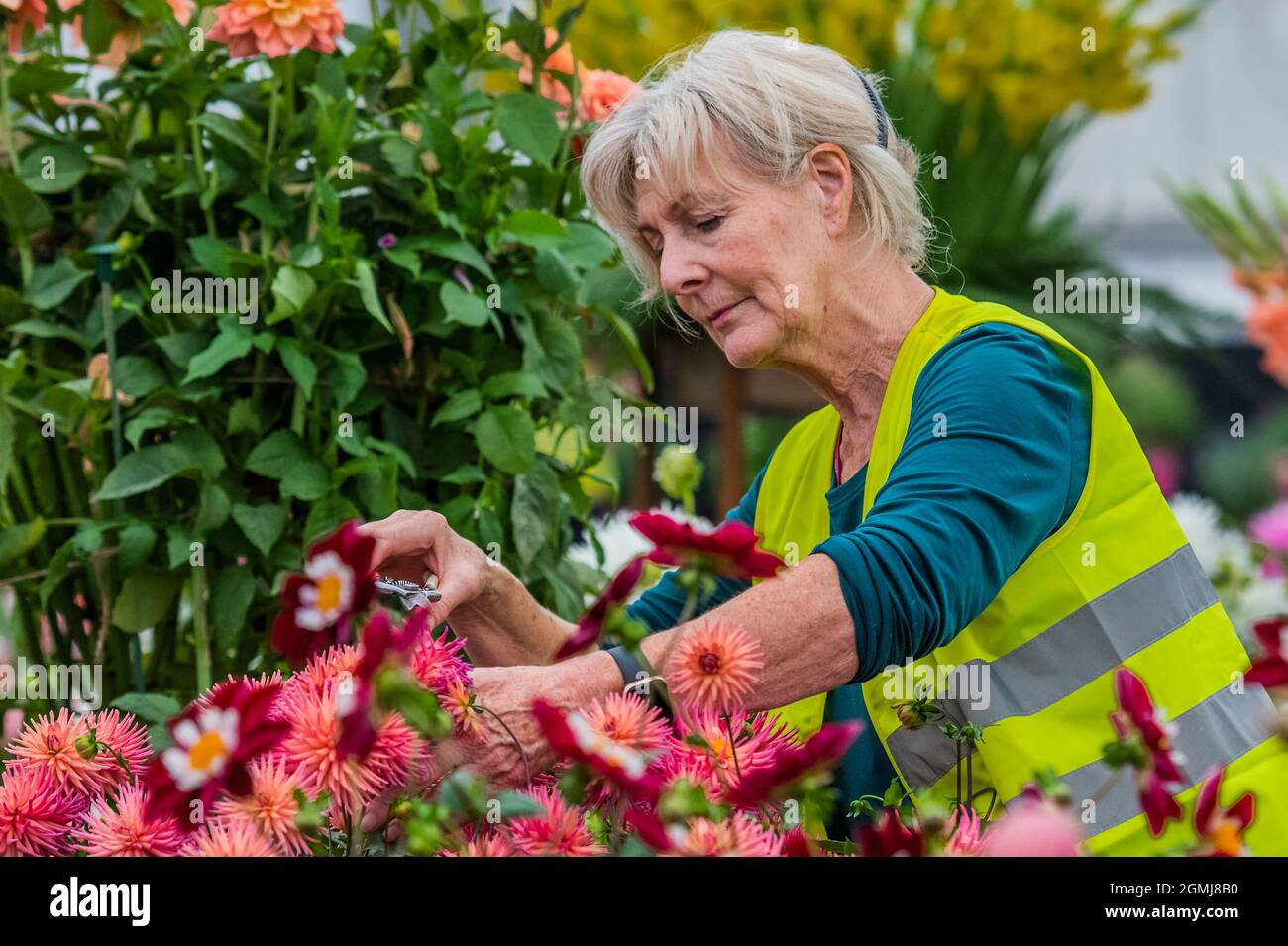 London, Großbritannien. September 2021. Beschneidung auf dem Stand der Pflanzen von Pheasant Acre - abschließende Vorbereitungen für die Chelsea Flower Show 2021. Die Show wurde letztes Jahr wegen der Blockierung des Coronavirus abgesagt. Kredit: Guy Bell/Alamy Live Nachrichten Stockfoto