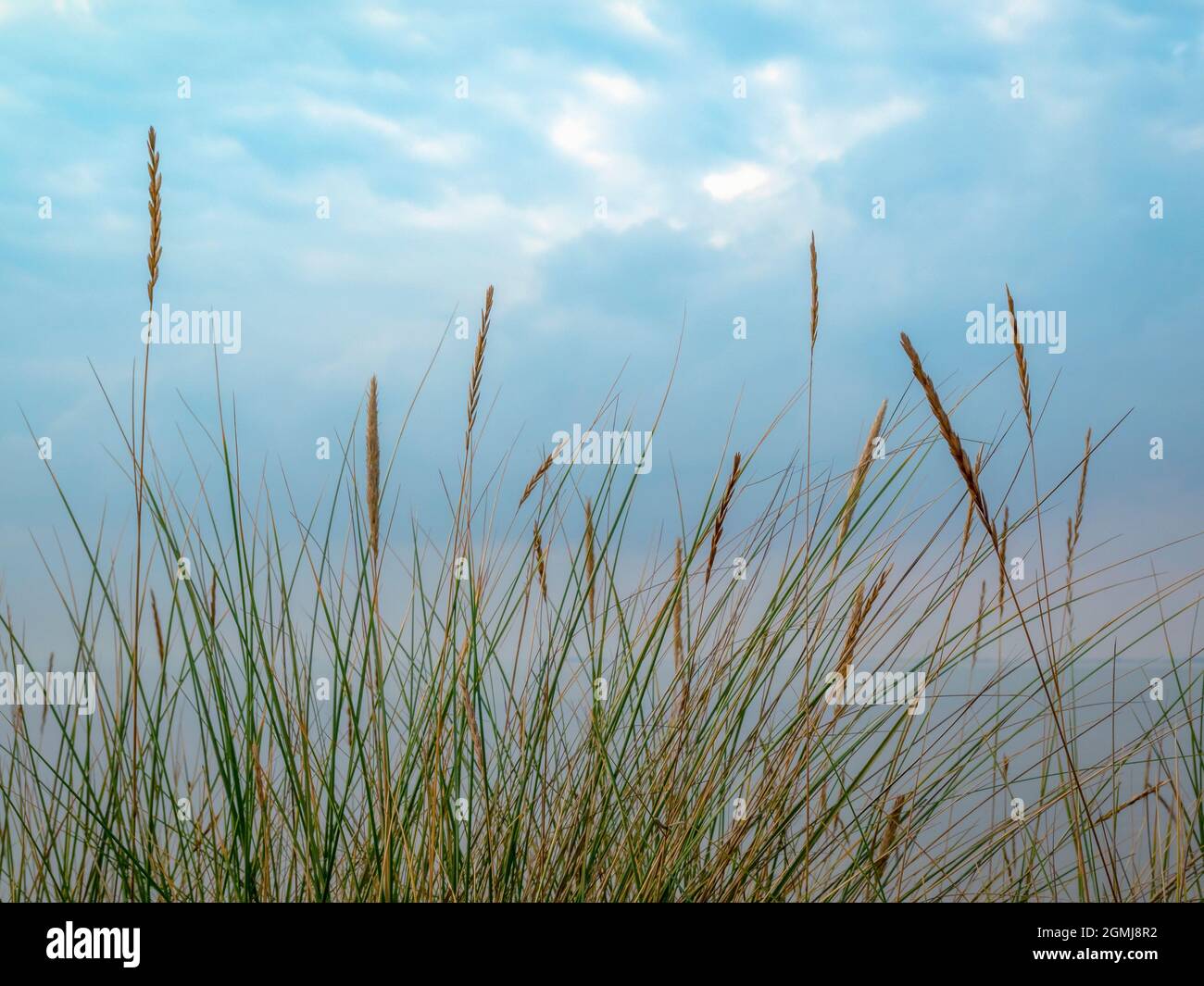 Nahaufnahme von Grasblättern und Saatköpfen Stockfoto