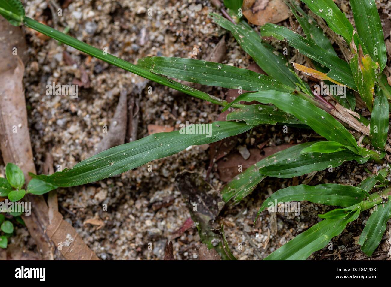 Nahaufnahme einer grünen Pflanze im Land Stockfoto