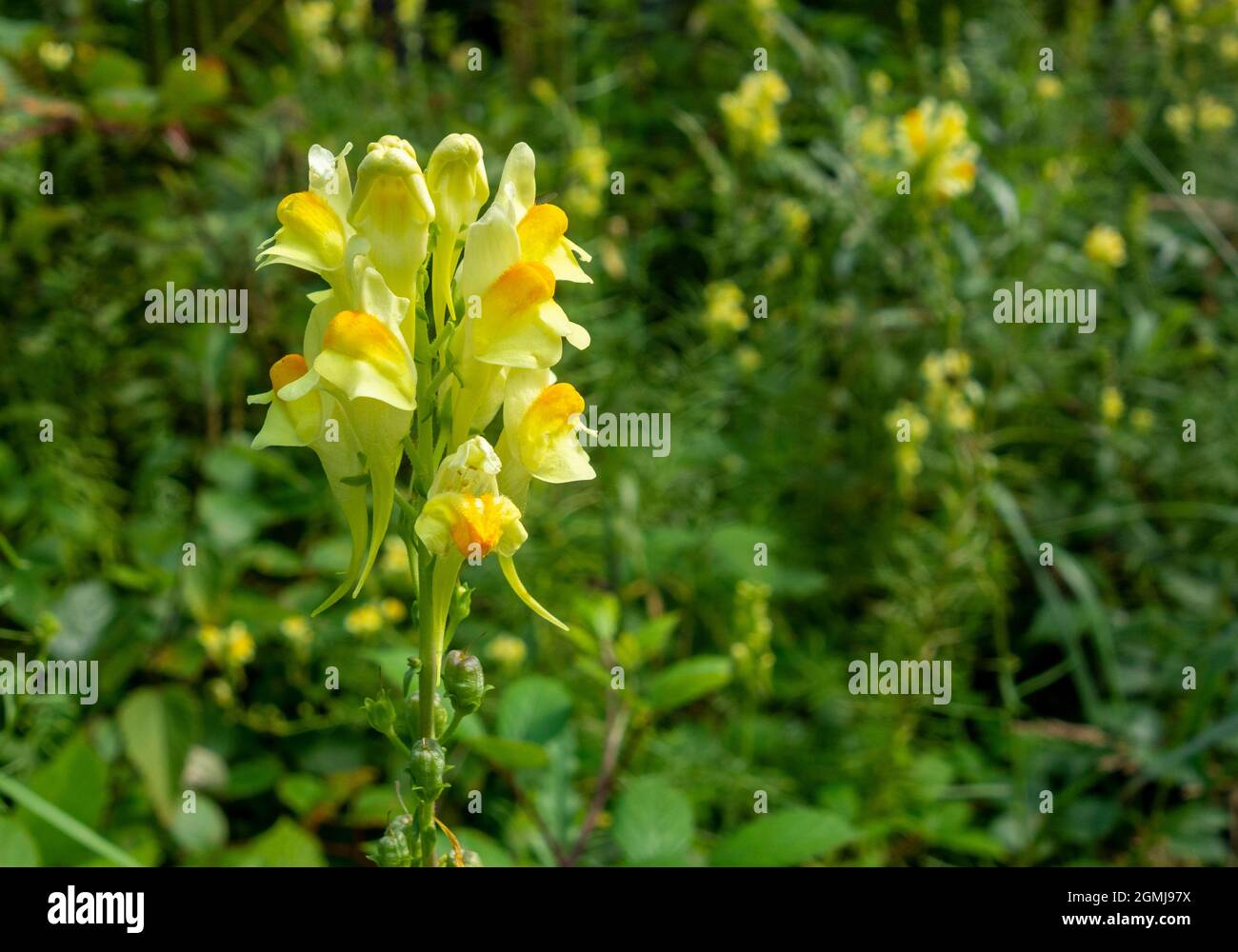 Gelbe Toadflachs-Blume in sonniger natürlicher Atmosphäre Stockfoto