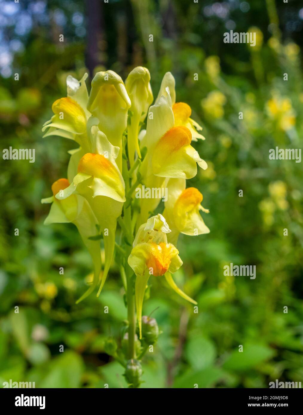 Gelbe Toadflachs-Blume in sonniger natürlicher Atmosphäre Stockfoto