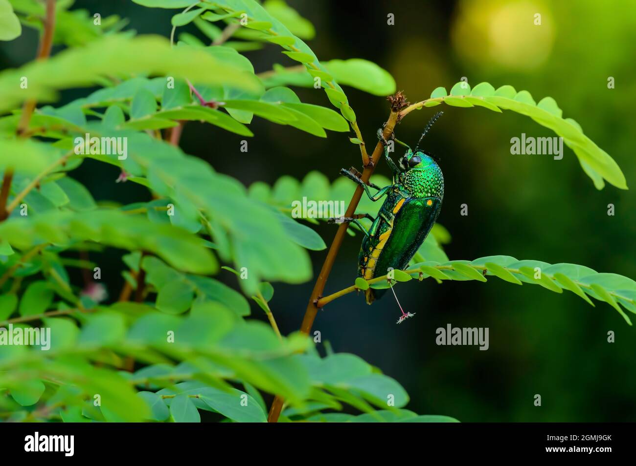 Ein metallischer Holzkäfer, Jewel Beetle, Buprestid (Sternocera aequisignata) in der Natur Stockfoto