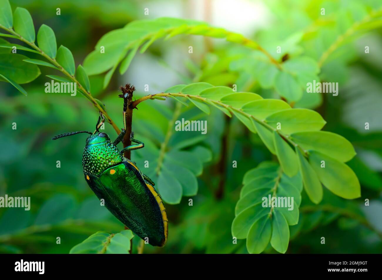 Ein metallischer Holzkäfer, Jewel Beetle, Buprestid (Sternocera aequisignata) in der Natur Stockfoto