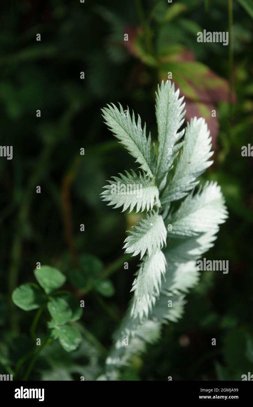 Wildes Silberkraut (Potentilla anserina) wächst auf den Chalklandwiesen der Salisbury Plain, Wiltshire, Großbritannien Stockfoto