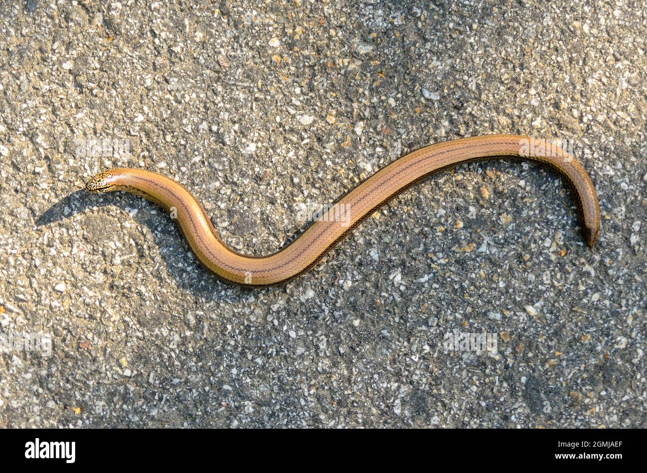 Snake wird auch Kupferschlange genannt, obwohl es sich um eine knochenlose Eidechse handelt. Stockfoto