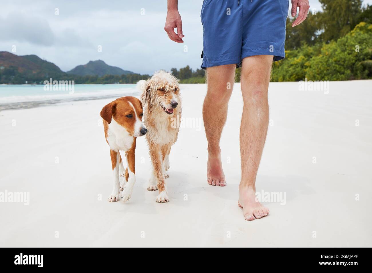 Niedriger Teil eines jungen Mannes, der mit niedlichen Hunden am weißen Sandstrand läuft. Stockfoto