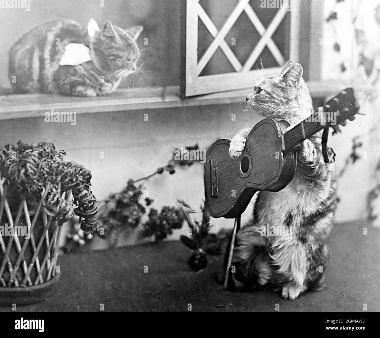 Anthropomorphe Katzen, viktorianische Zeit Stockfoto