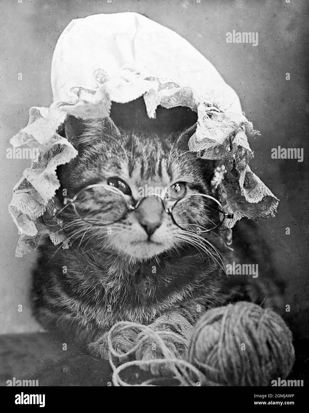 Anthropomorphe Katze, viktorianische Zeit Stockfoto