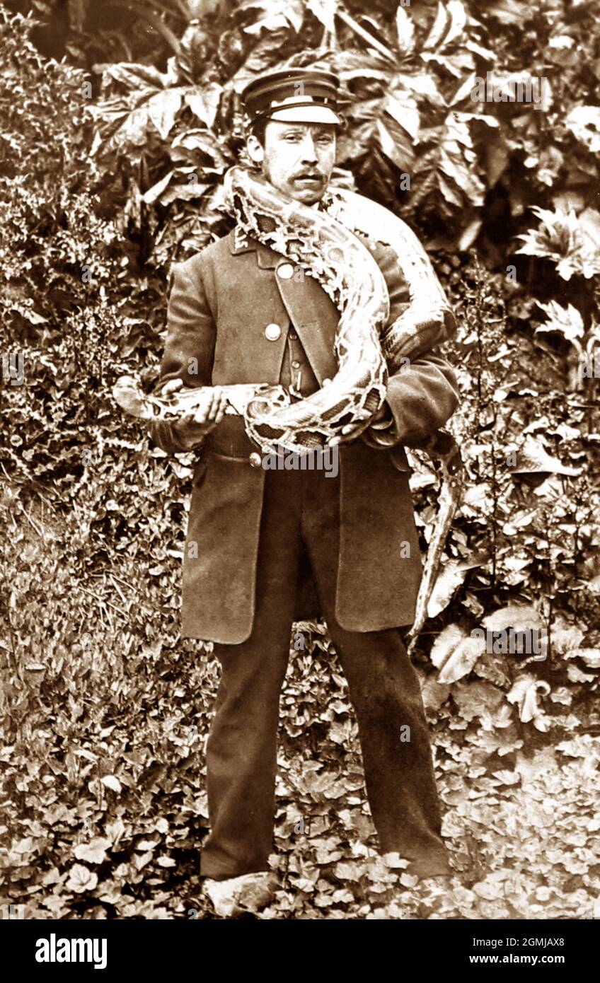 Zoowärter mit Python im Londoner Zoo, viktorianische Zeit Stockfoto