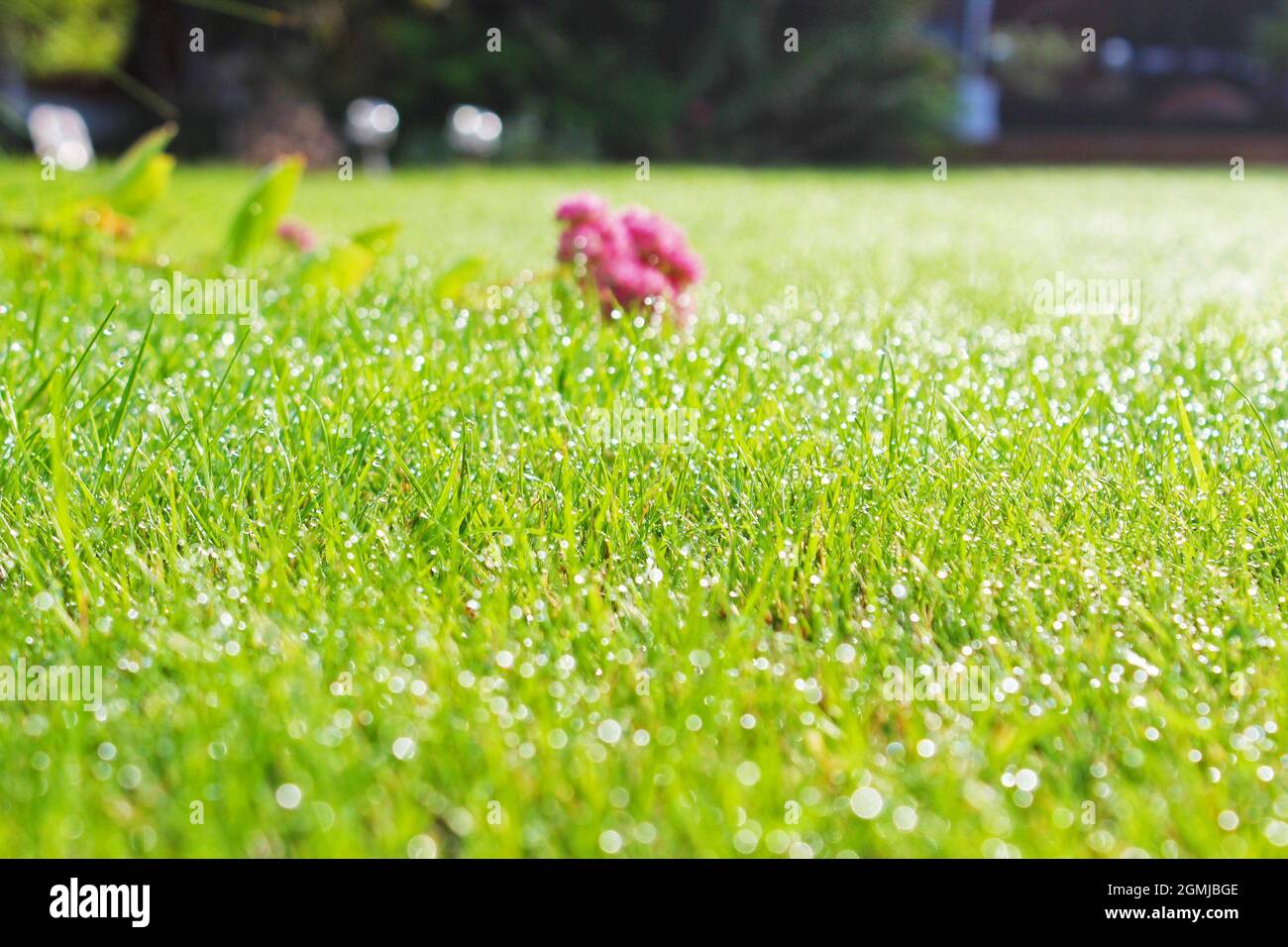 Nahaufnahme einer aufgeschnappten, rosa Sedum-Blume, die auf dem morgendlichen Taugras in einem Gartenrasen in Manchester, England, liegt (Hylotephium, Herbstfreude) Stockfoto