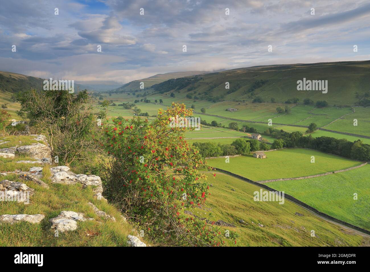 Ein Rowan-Baum klammert sich an die felsigen Hänge oberhalb von Kettlewell in Upper-Wharfedale, Yorkshire Dales National Park Stockfoto