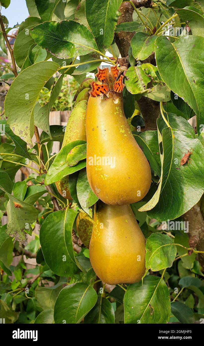 Reife Birnen hängen an einem Birnenbaum. Auf einer der Birnen sitzt ein orangefarbener Schmetterling. Stockfoto