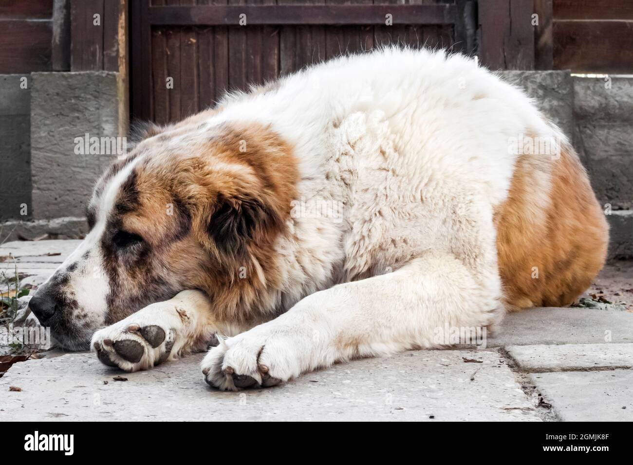 Der Hund ruht seinen Kopf auf den Pfoten. Zentralasiatischer Schäferhund (Alabai) Stockfoto