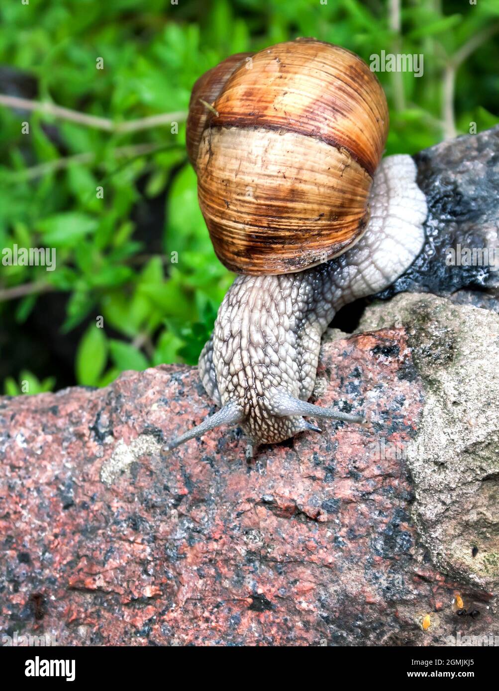 Burgunder Schnecke (Helix pomatia) oder Schnecke in natürlicher Umgebung. Nahaufnahme Stockfoto