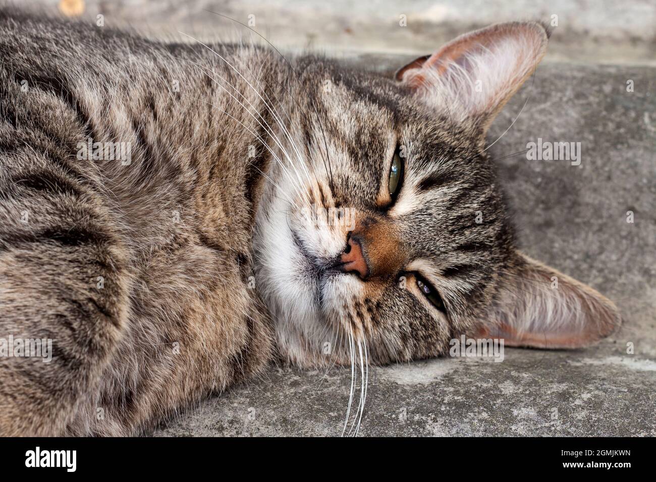 Tabby Katze liegt auf einem Schieferdach und ruht Stockfoto
