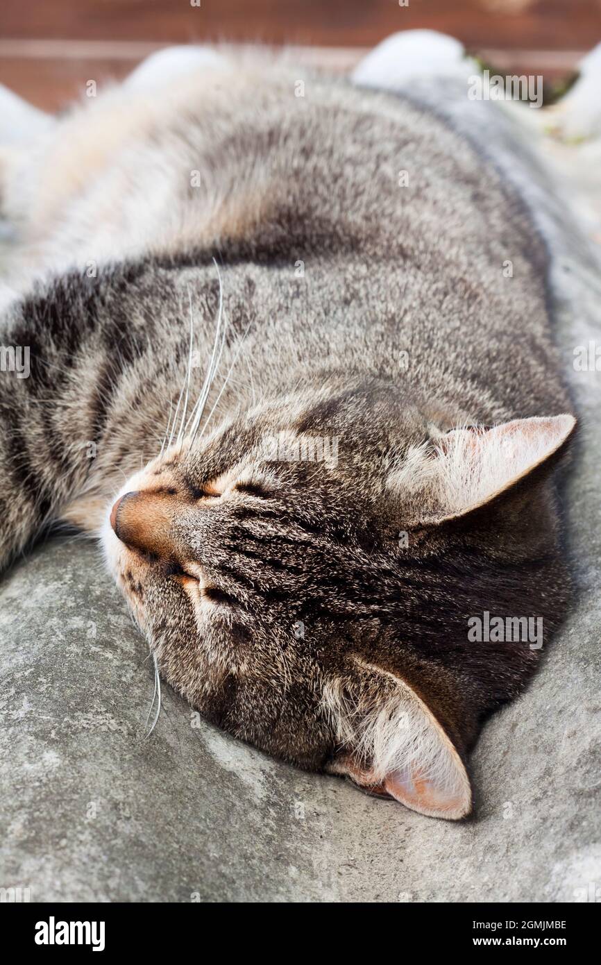Tabby Katze liegt auf einem Schieferdach und ruht Stockfoto