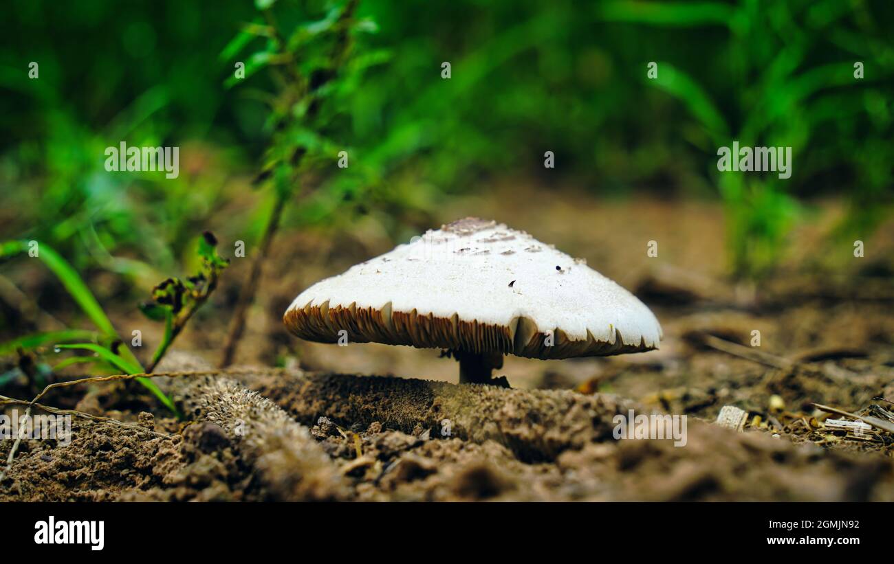 Macrolepiota procera oder Lepiota procera auf einer grasbewachsenen Lichtung im Garten. September Stockfoto