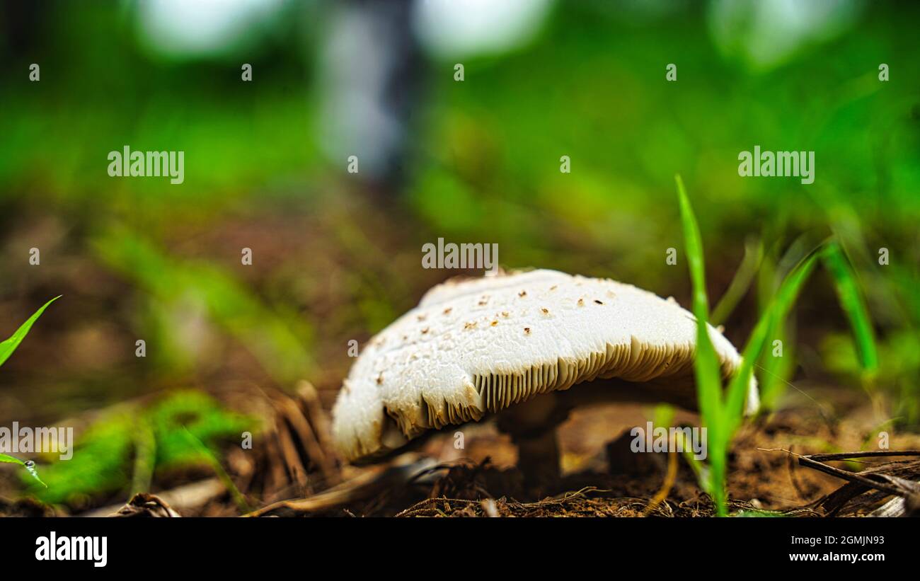 Selektiv auf die nächsten Ränder der Pilze fokussiert und von der Sonne beleuchtet. Stockfoto