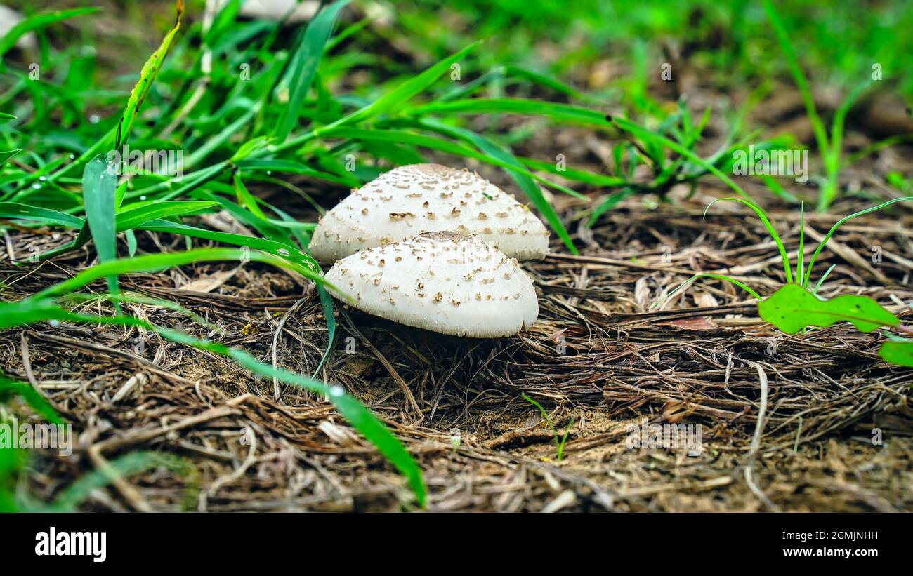 Selektiv auf die nächsten Ränder der Pilze fokussiert und von der Sonne beleuchtet. Stockfoto