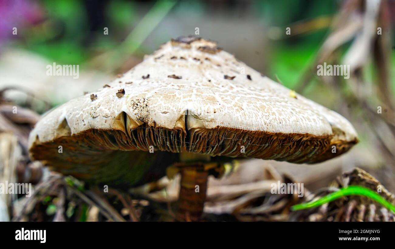 Pilze sammeln, essbare Pilze im Wald sammeln. Macrolepiota procera oder Pilz, der am Waldrand im Gras wächst Stockfoto