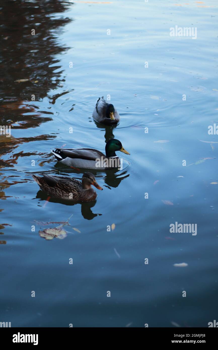 Enten auf schönen See im Park, Herbst, Tiere essen Stockfoto